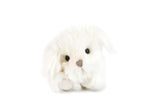 Sugar Maltese Puppy