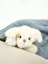 Sugar Maltese Puppy