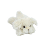 Sugar Maltese Puppy