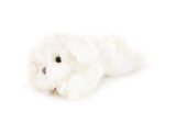 Sugar Maltese Puppy